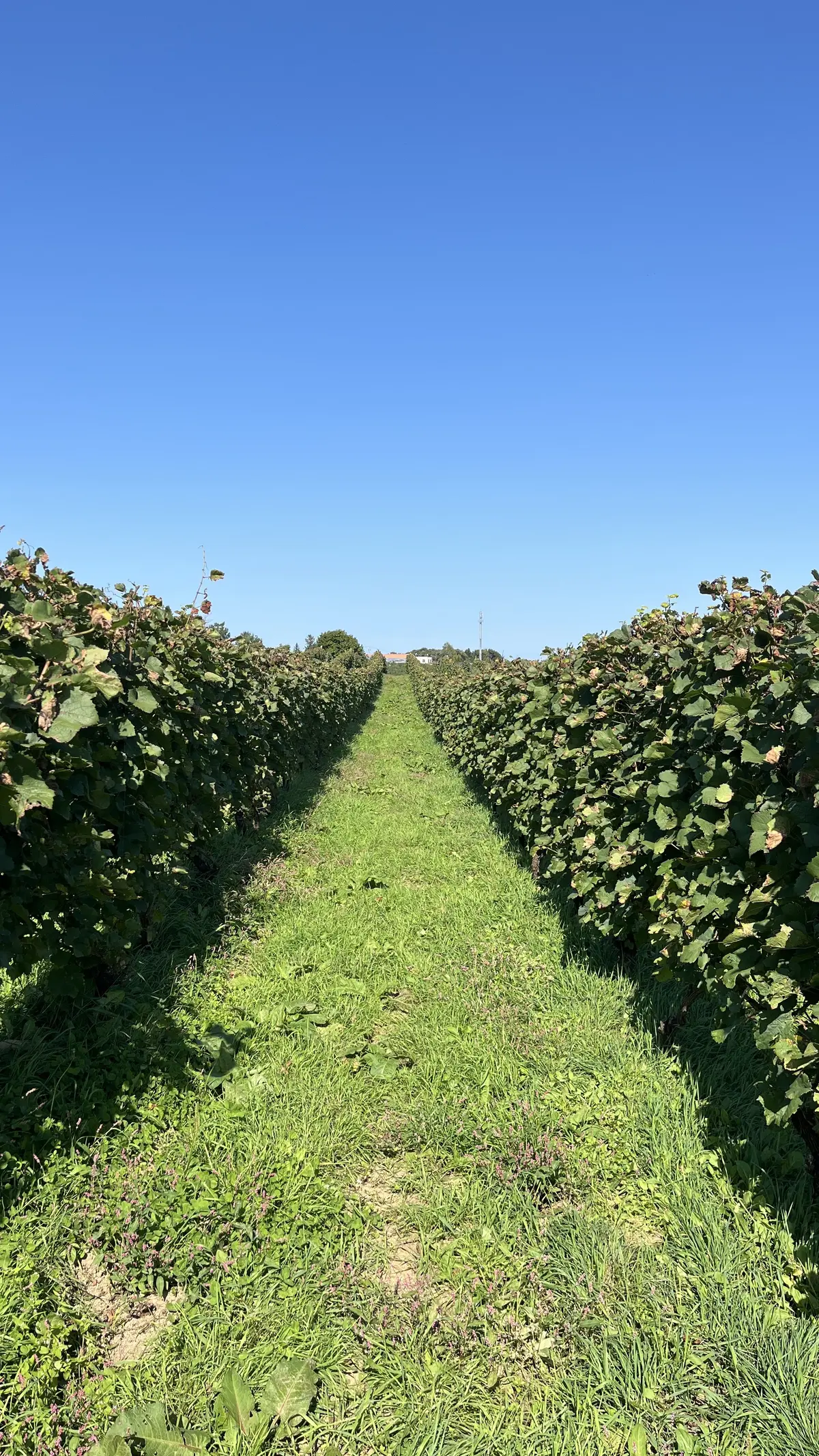 世界に誇る超人気ワイナリーでワイン用ぶどの画像_4