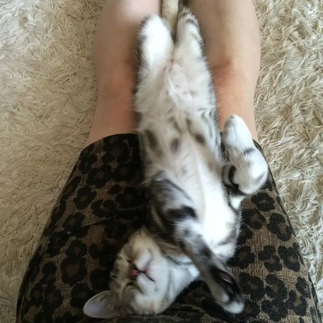 蔵出しアラン　ママの膝の上でヘソ天グウグの画像_2