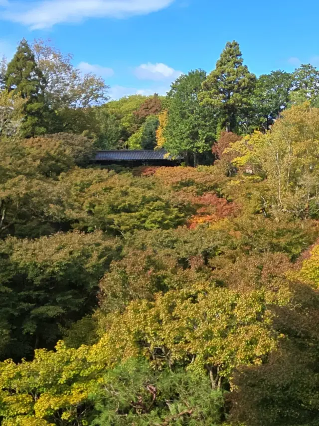 秋の京都ひとり旅・前編 〜弾丸旅の始まりの画像_6