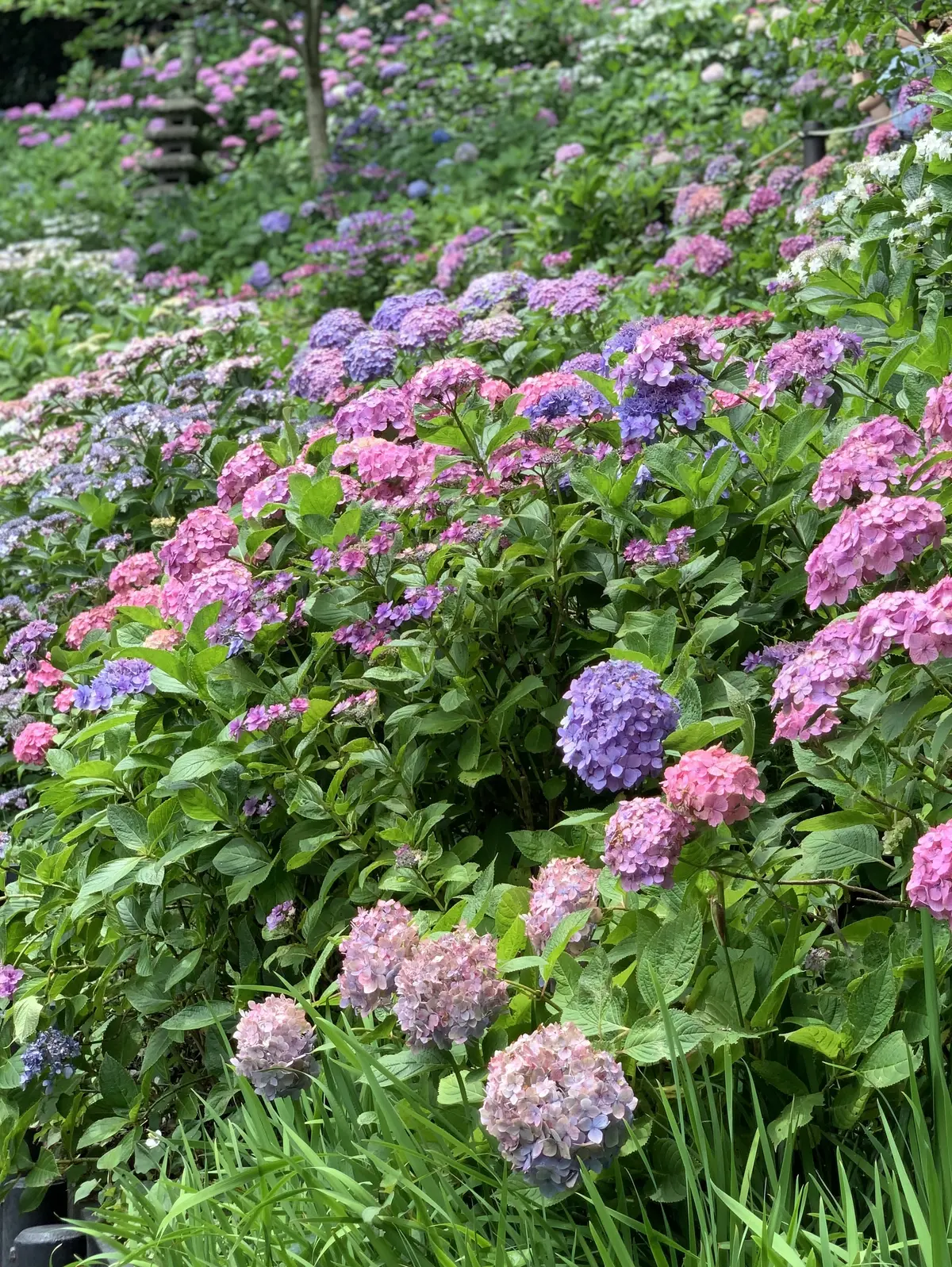 長谷寺　アジサイ　紫陽花