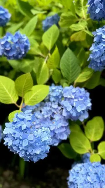 鎌倉・明月院　紫陽花