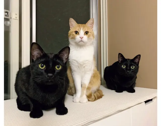 ゴメズ　黒猫 4歳半・♂／ごろりん　茶トラ 9歳・♂／フェスター　黒猫 4歳半・♂