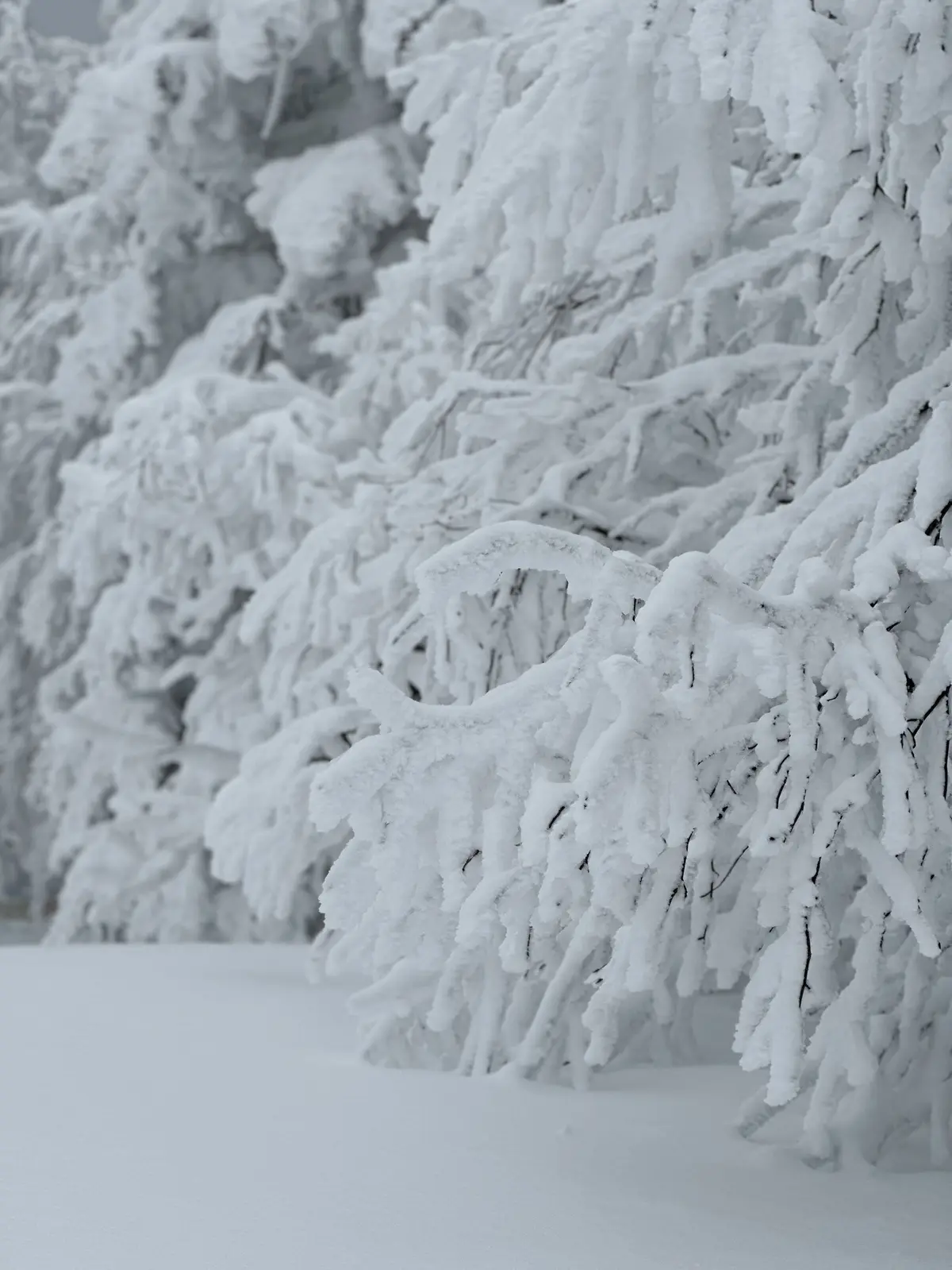 樹氷と美肌の湯を楽しむ♡山形県蔵王への旅の画像_30