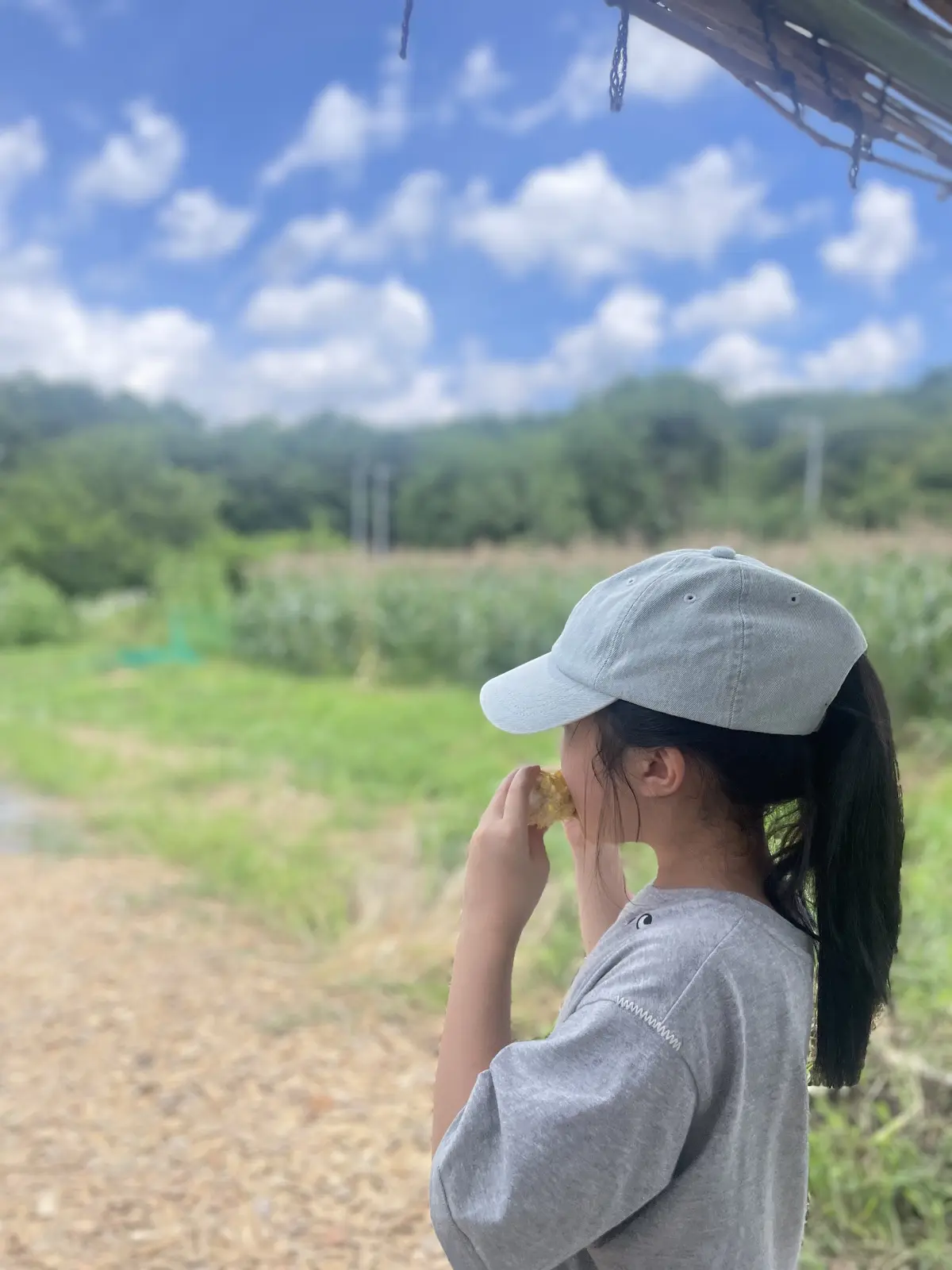 かぶりつけば至福！八ヶ岳生とうもろこしの画像_5