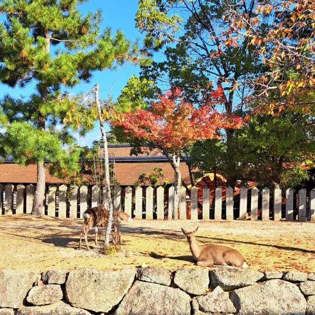 安芸の宮島へ弾丸旅行の画像_7