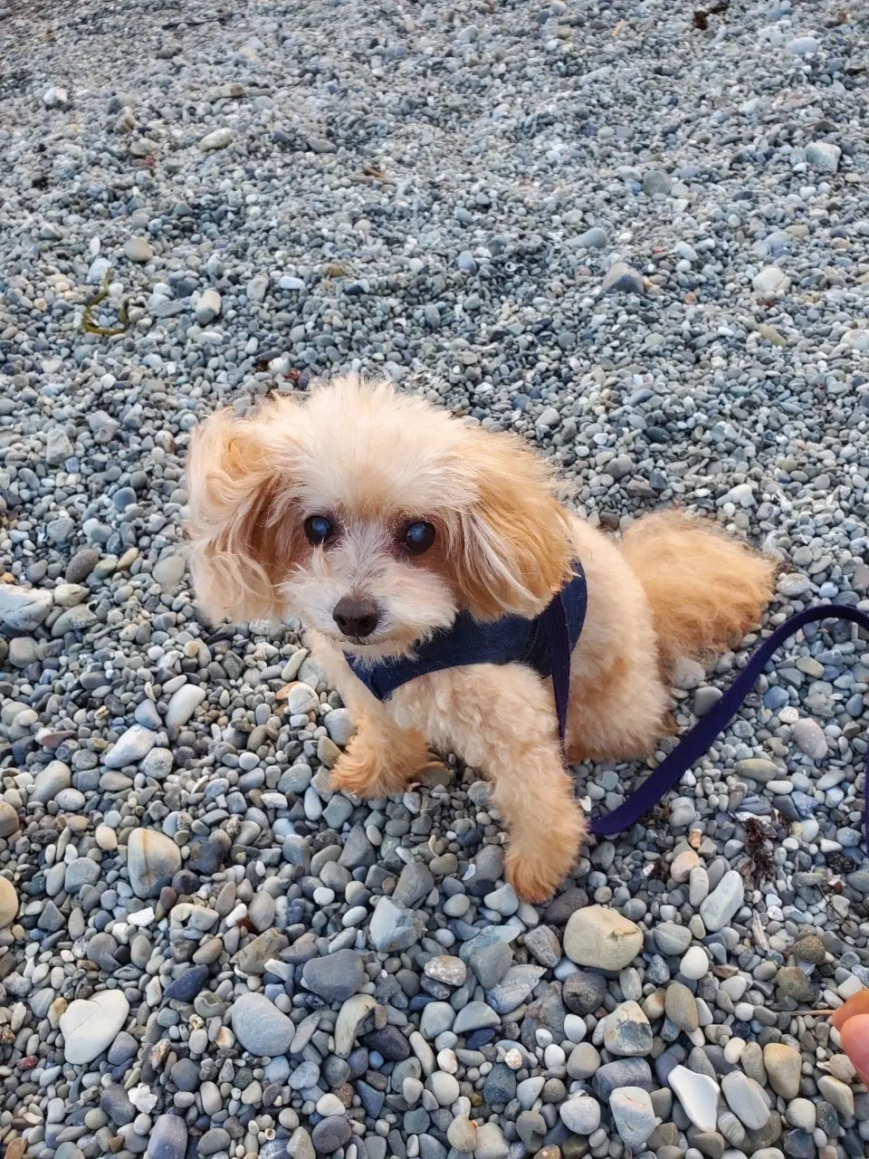 ワンコと一緒に海へお出かけの画像_4