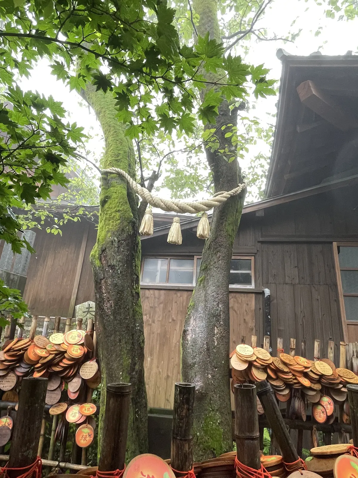 初かもめに乗って長崎へ、そして雲仙地獄巡の画像_18