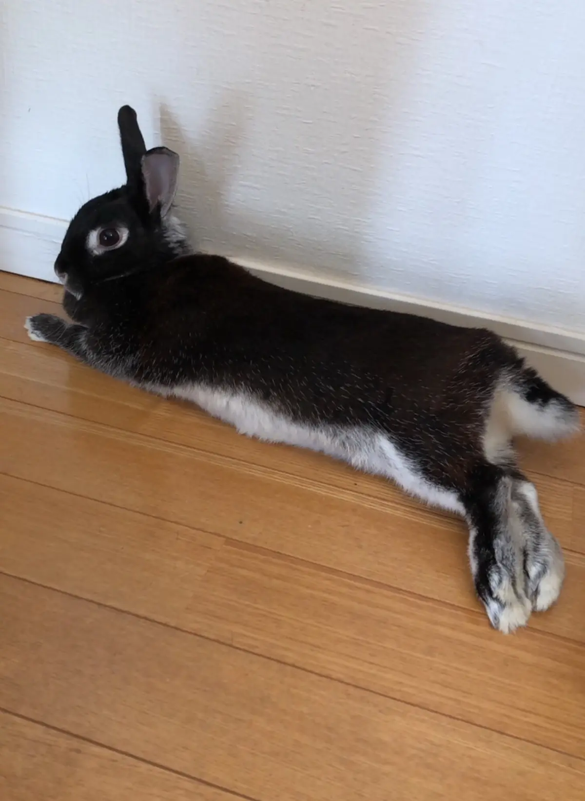 ブラックシルバーマーチン　ネザーランドドワーフ