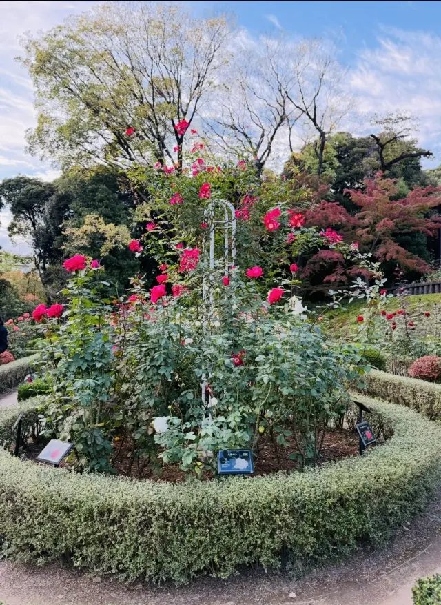 美しいバラと紅葉、旧古河庭園への画像_13