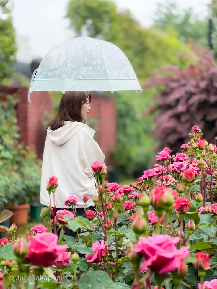 雨のバラ園へ行ってみた@横浜イングリッシの画像_19