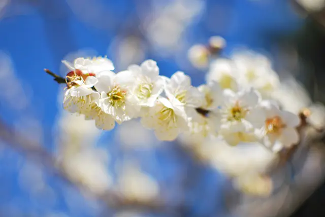 【さかぽんの冒険】桜の都物語③新宿御苑の画像_1