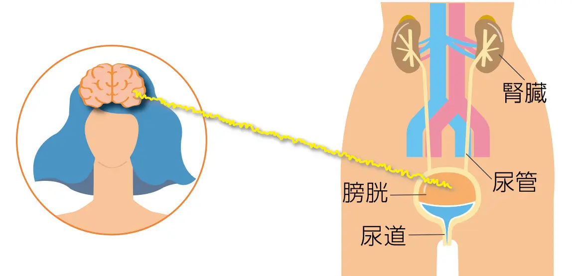 OurAge×Webエクラ　排尿の仕組みを知っておこう