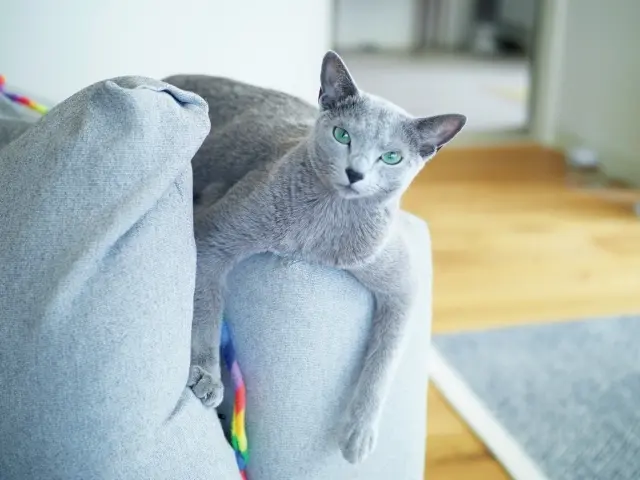 PJW　1歳・♂ ロシアンブルー