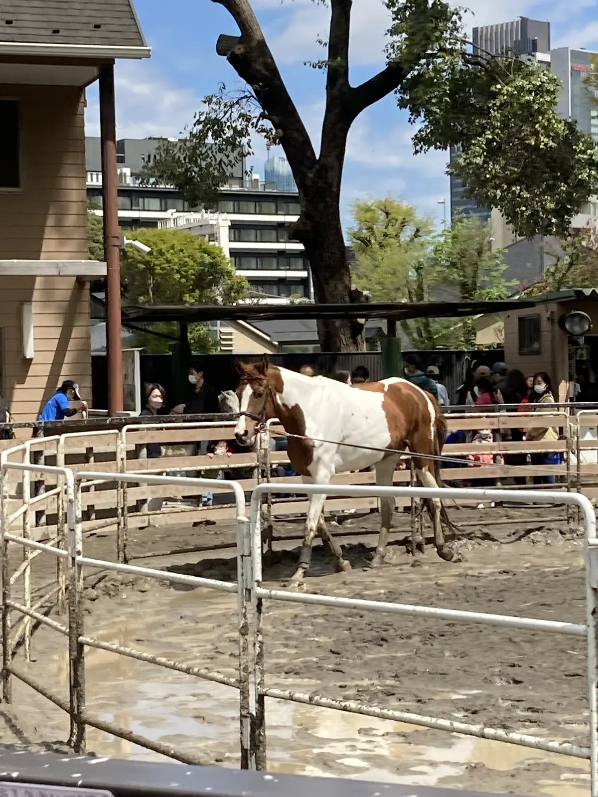 東京乗馬倶楽部 