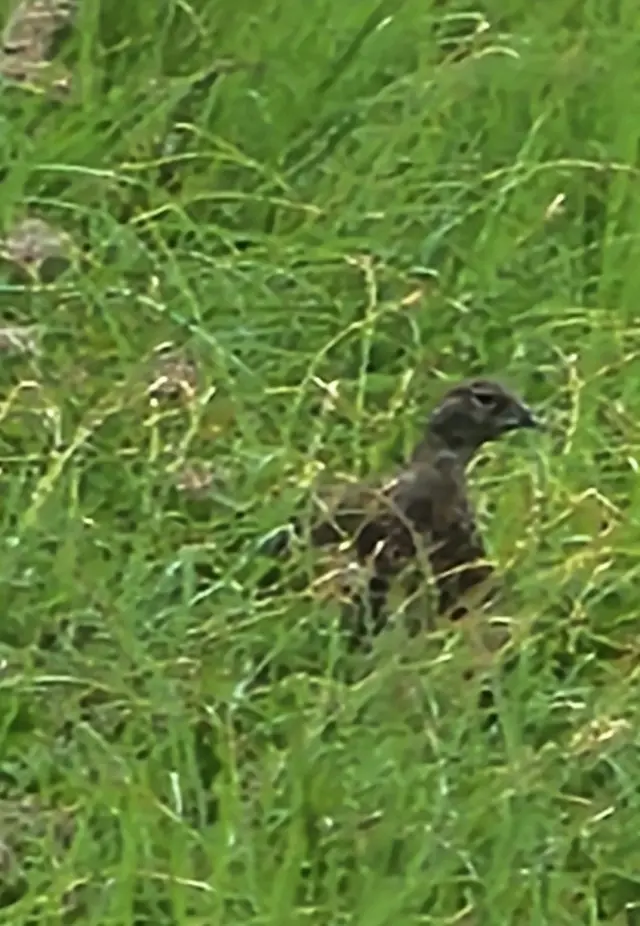 黒部立山への旅の画像_8