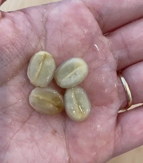 ミューシレージに覆われたコーヒー豆