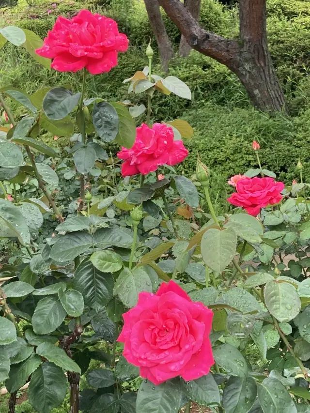 春バラの二番花が見頃の旧古河庭園の画像_2
