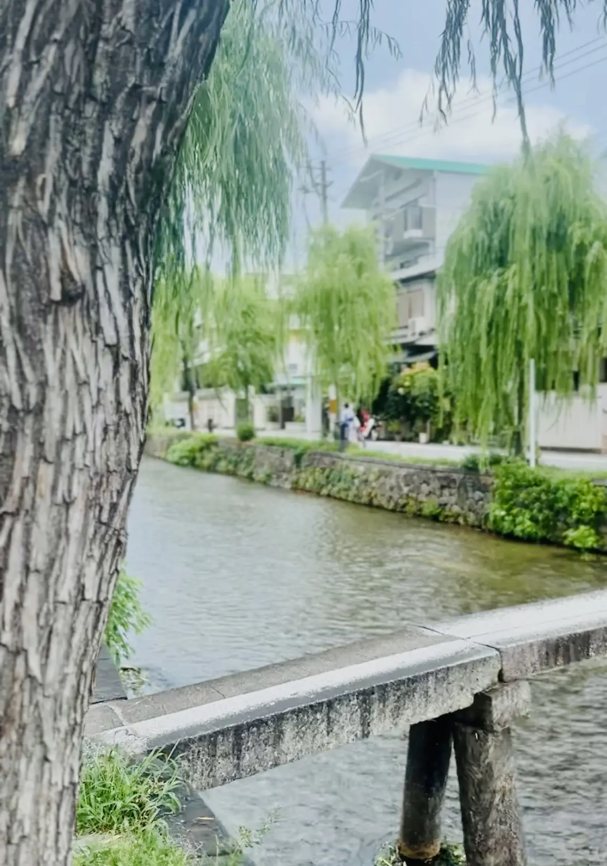 【京都】祇園ランチと白川散策の画像_13