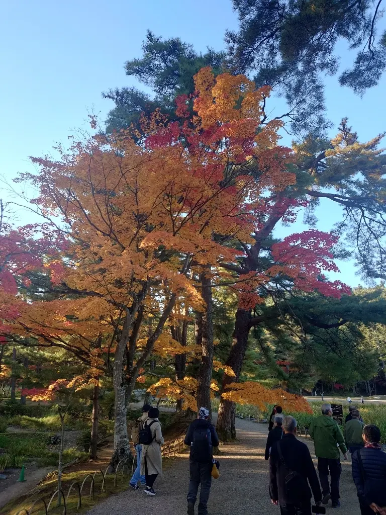岩手から秋田 ①🍁平泉、紅葉の毛越寺の画像_13