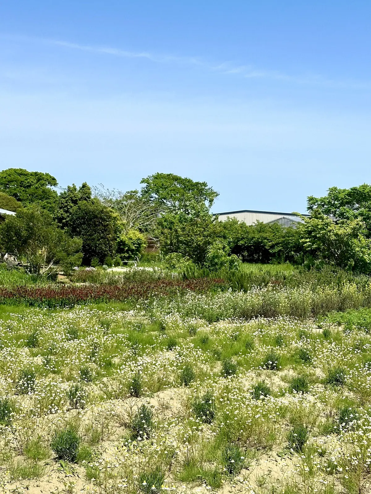 ハーブガーデンで過ごす癒しの時間♡千葉にの画像_23