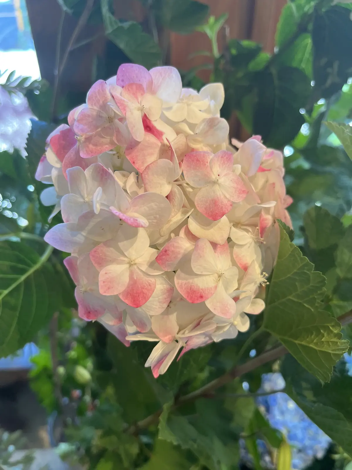 初夏のお花で『花屋で写真館♪』の画像_5