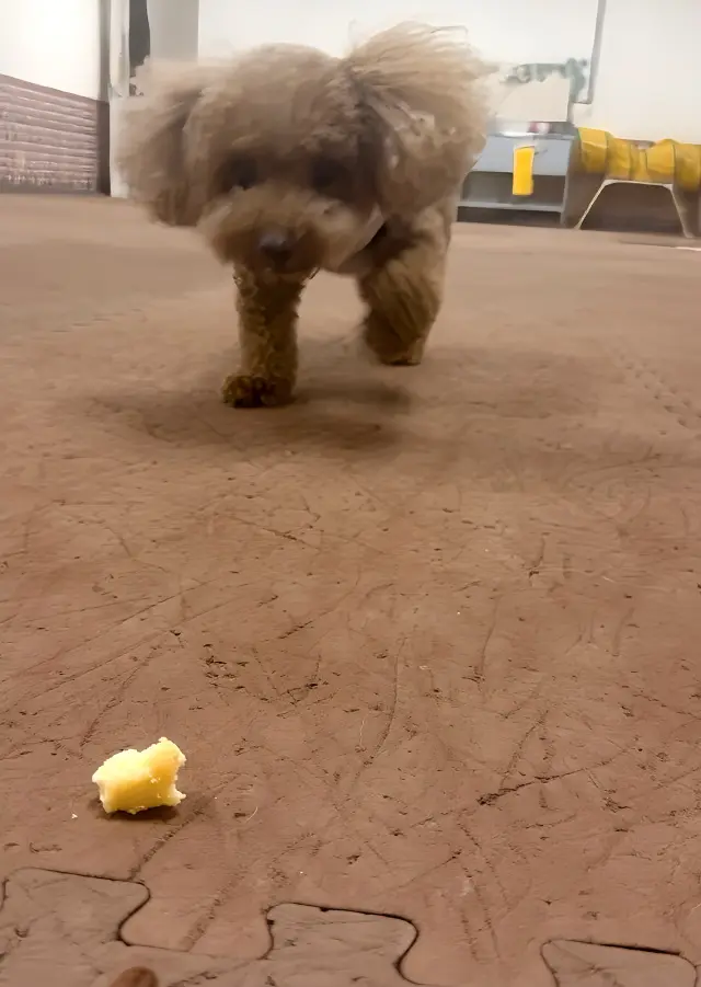 11月7日は、息子チッドくんの誕生日！の画像_3