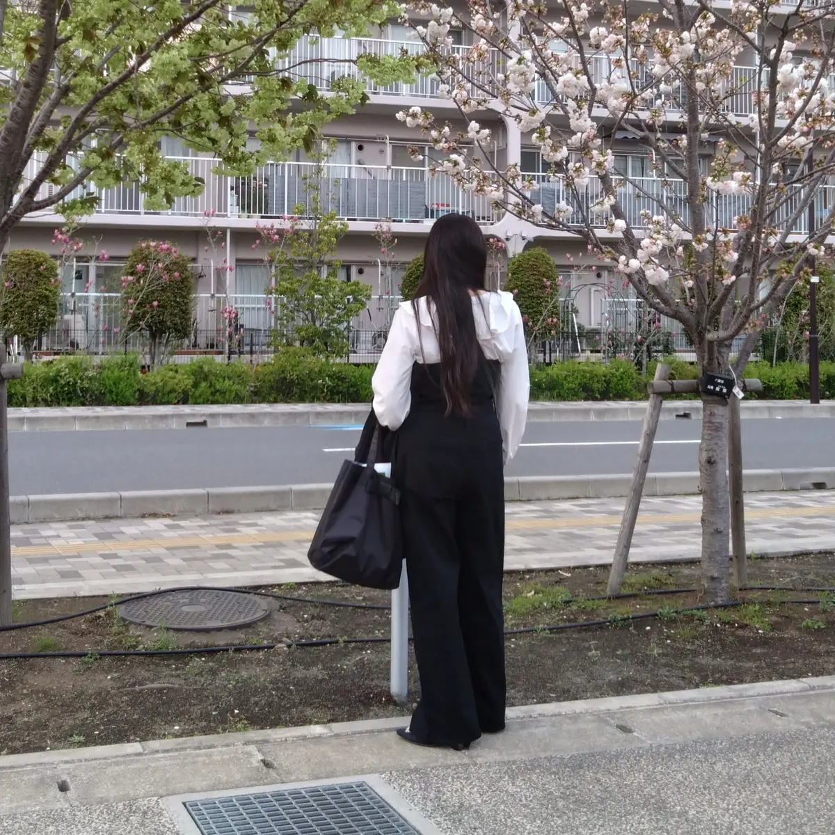 造幣局さいたま支局「桜のさんぽ道」の画像_4