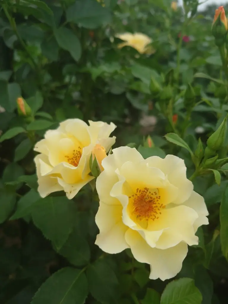 農業科学館のバラ③