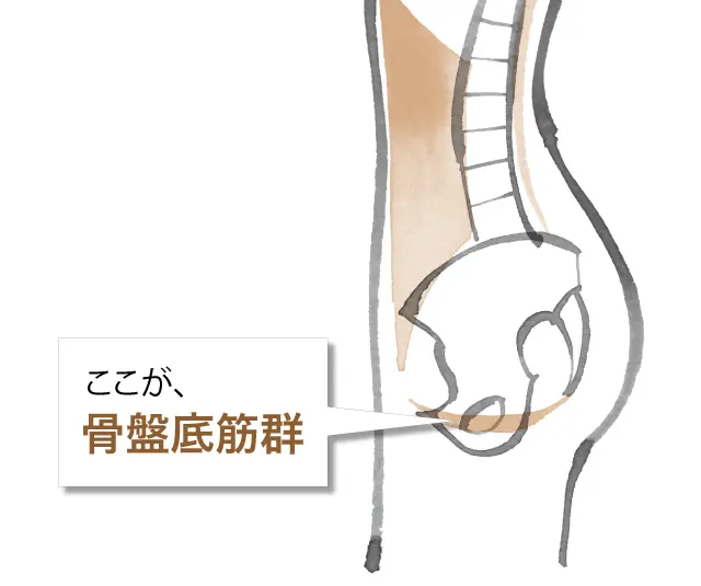 アラフィーの便秘、尿もれ、おなかぽっこりは「骨盤底筋群のケア」で解消！