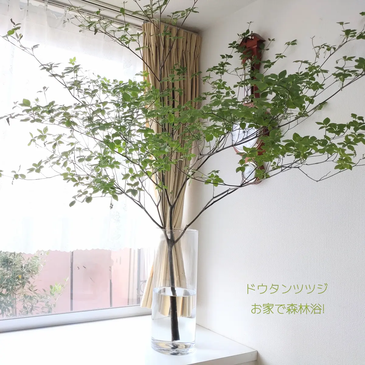 ドウダンツツジ　家カフェ