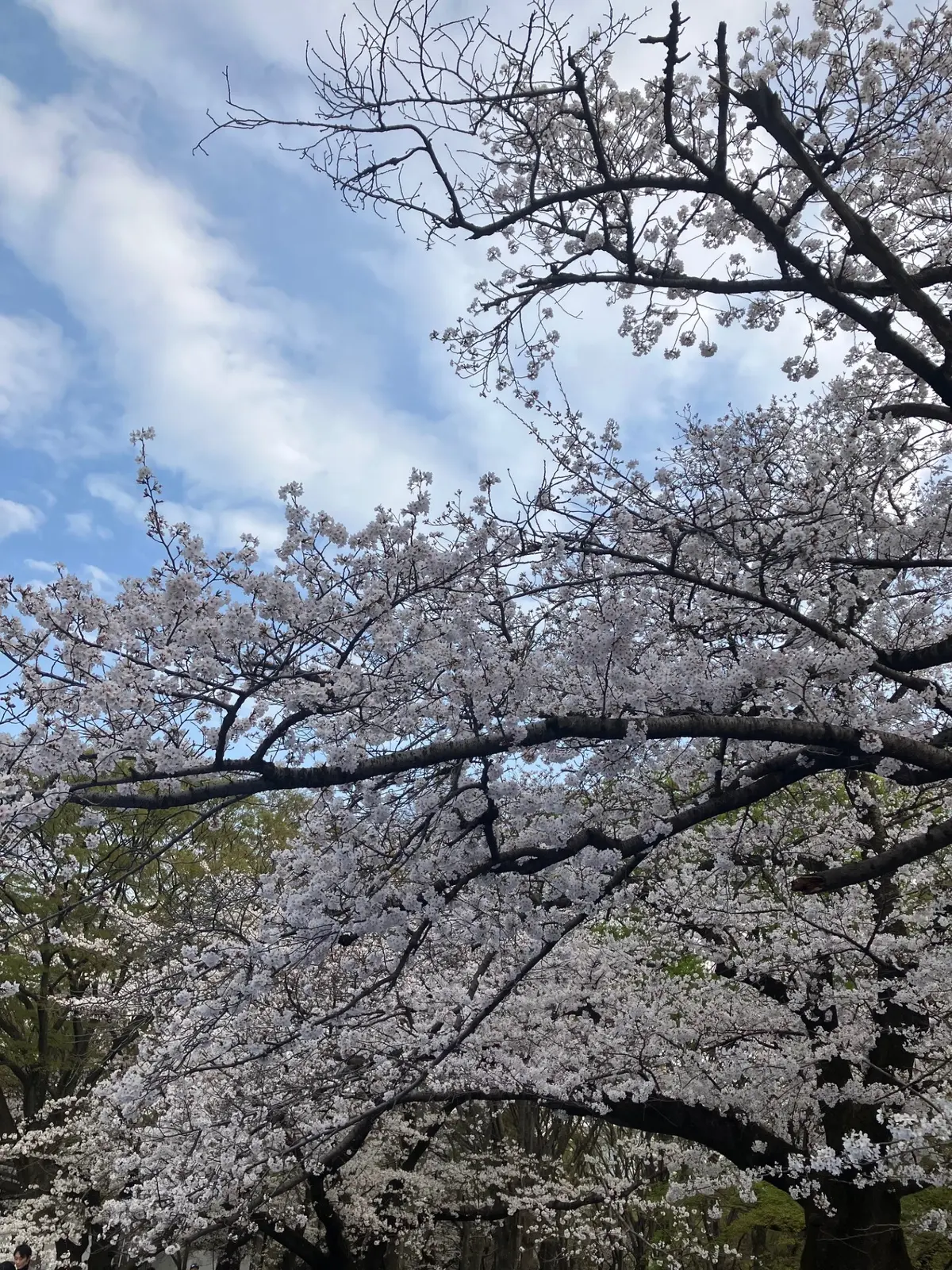 代々木公園の桜
