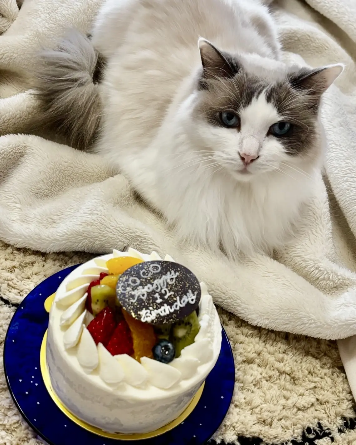 猫（上の子）と誕生日ケーキ