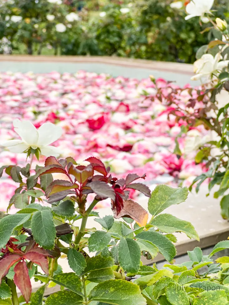 【さかぽんの冒険】秋バラの香りを探して♡の画像_11