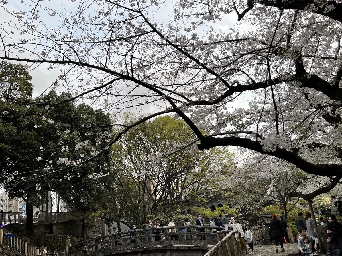 【王子・飛鳥山公園】夕方から夜桜鑑賞の画像_4