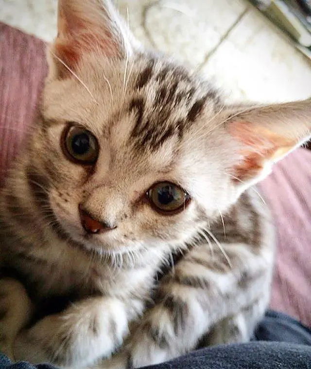 耳の大きな子猫でしたの画像_1