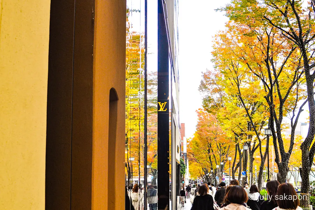 【さかぽんの冒険】絶景 いちょう並木@外の画像_10