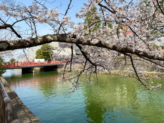 春の京都、平安神宮のしだれ桜と素敵な貴婦の画像_3