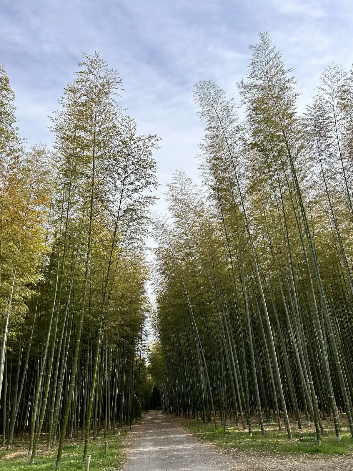 竹林は素晴らしいです！映画やCMのロケ地にも使われてます