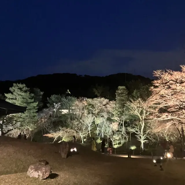 京都高台寺ライトアップとプロジェクションの画像_3