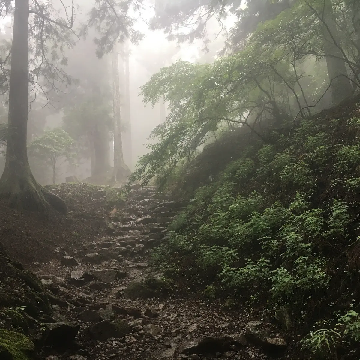 階段はワイルドになってきました