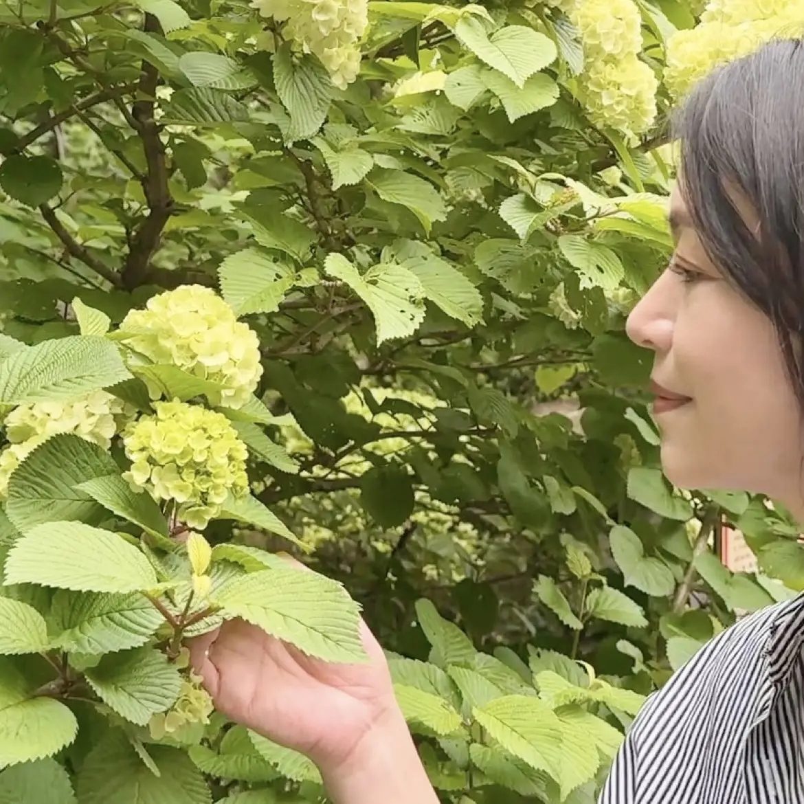 新緑の清々しい風を感じに鎌倉へ🌿の画像_6