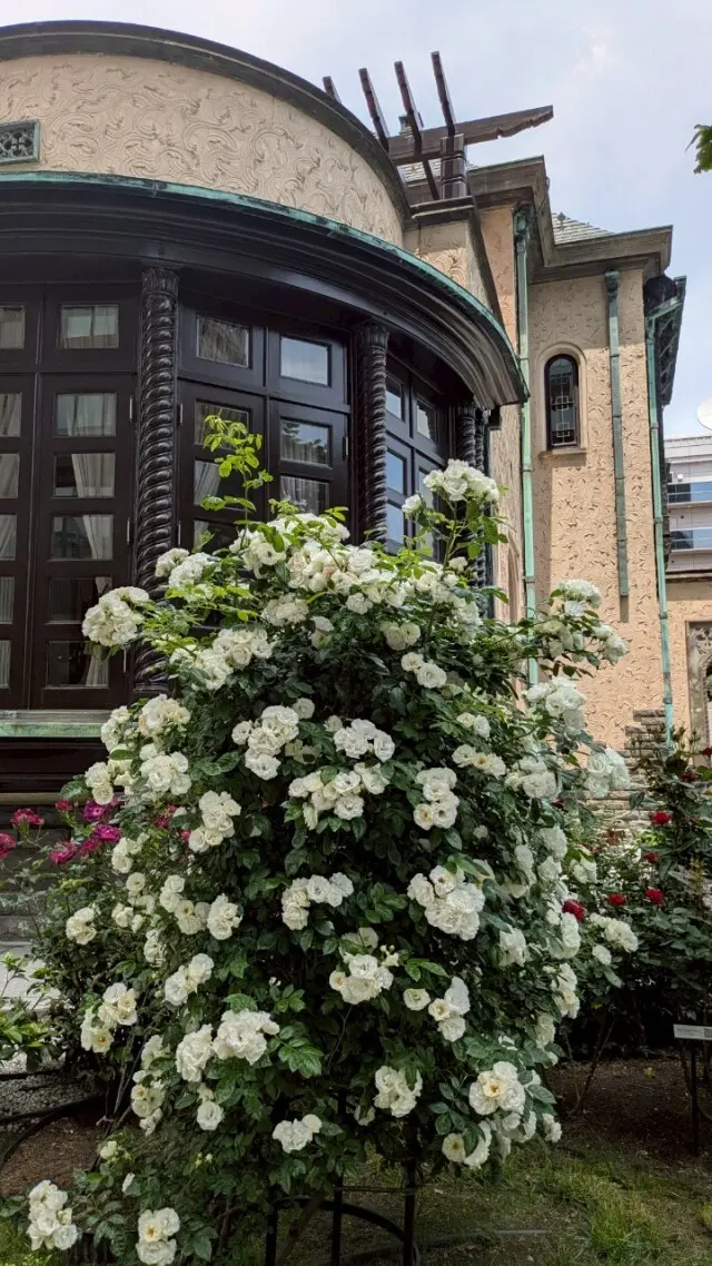 紀尾井町ガーデンテラス　薔薇　チームJマダム　お出かけ