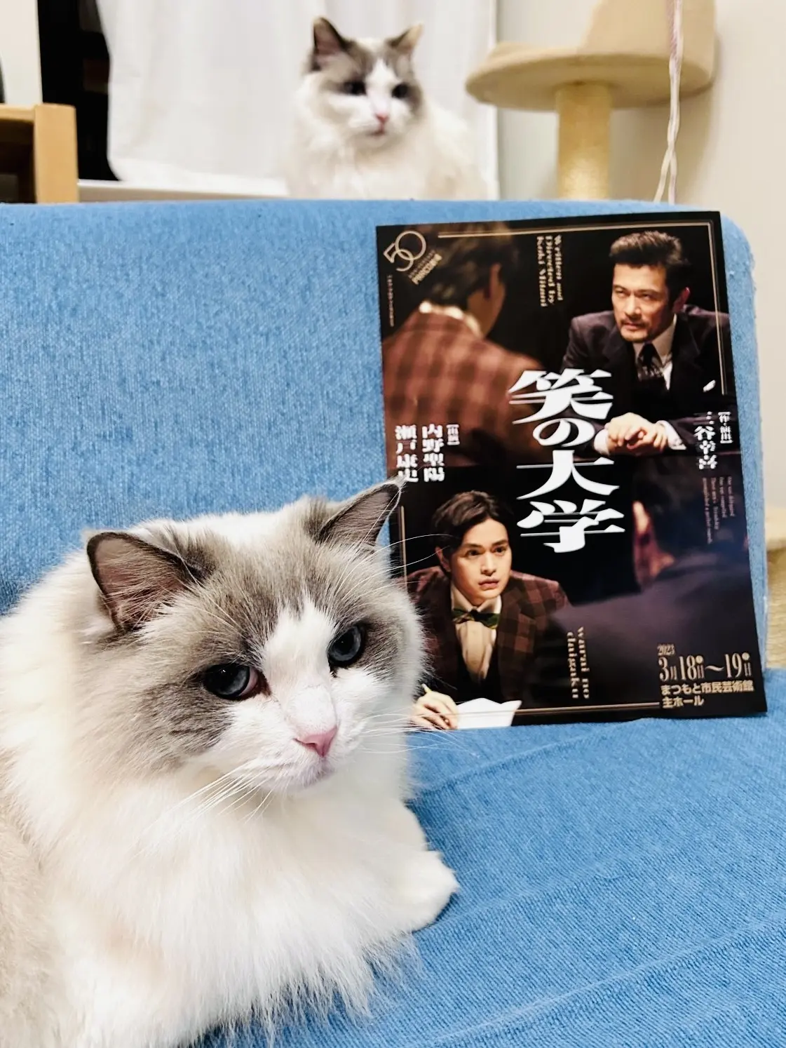 上の子（猫）下の子（猫）と『笑の大学』チラシ