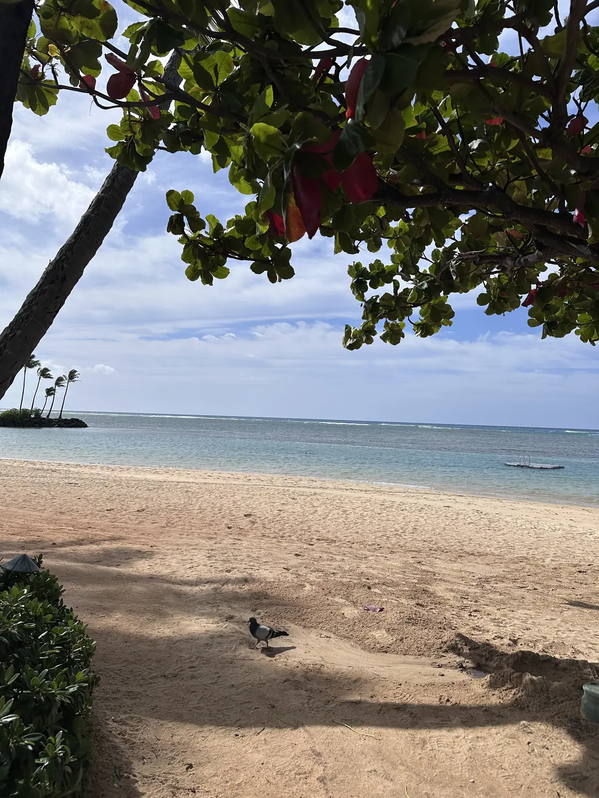 Hawaiiのフレンチレストランの画像_12