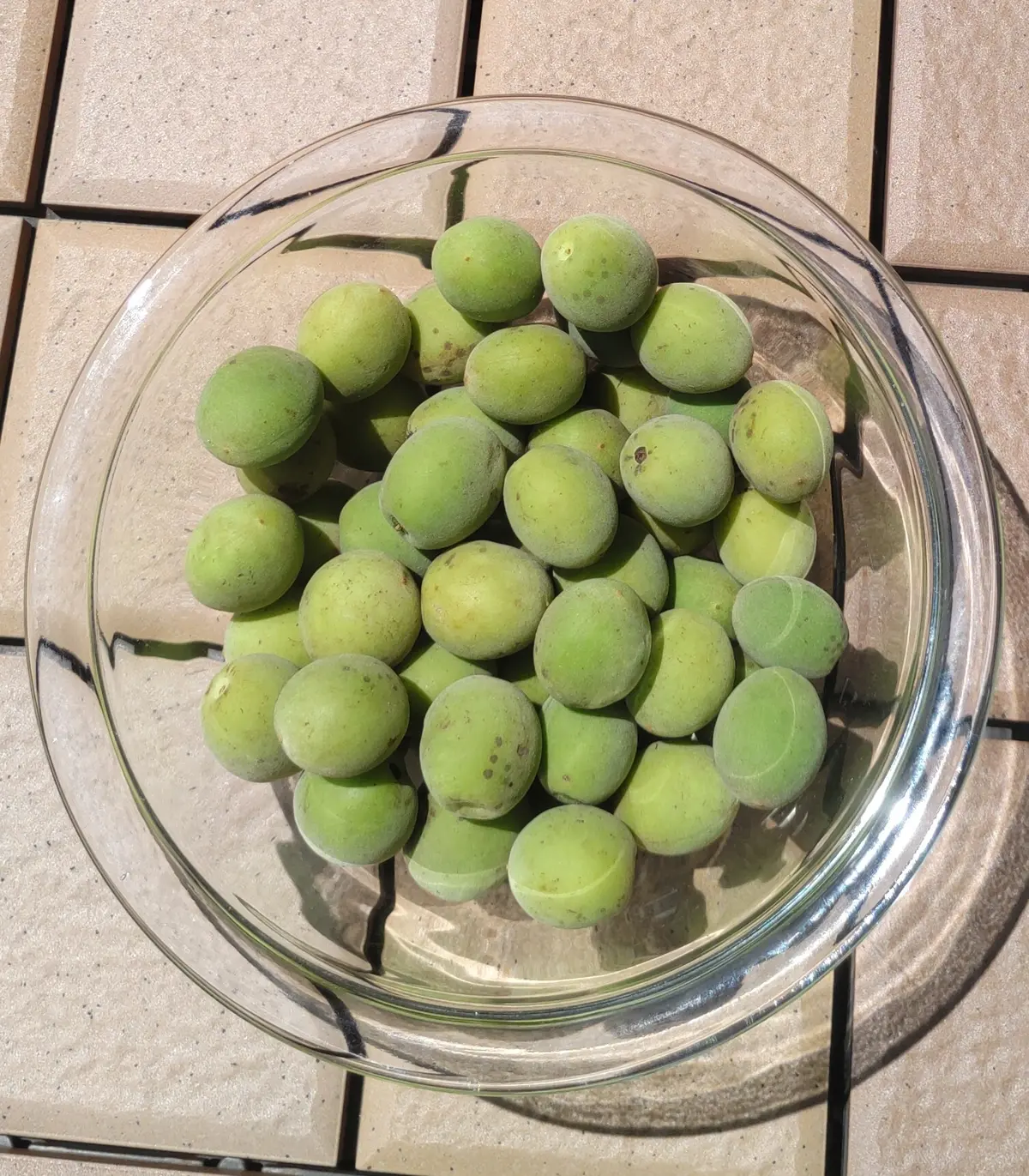 知多市の佐布里梅