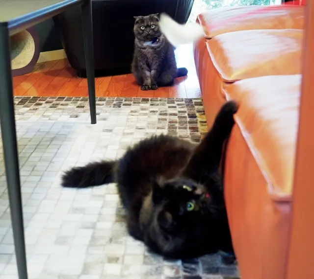 和田さん渾身のシャム朗の似顔