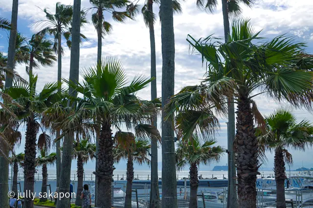 【さかほんの冒険】南国Hawaii？！❤の画像_10