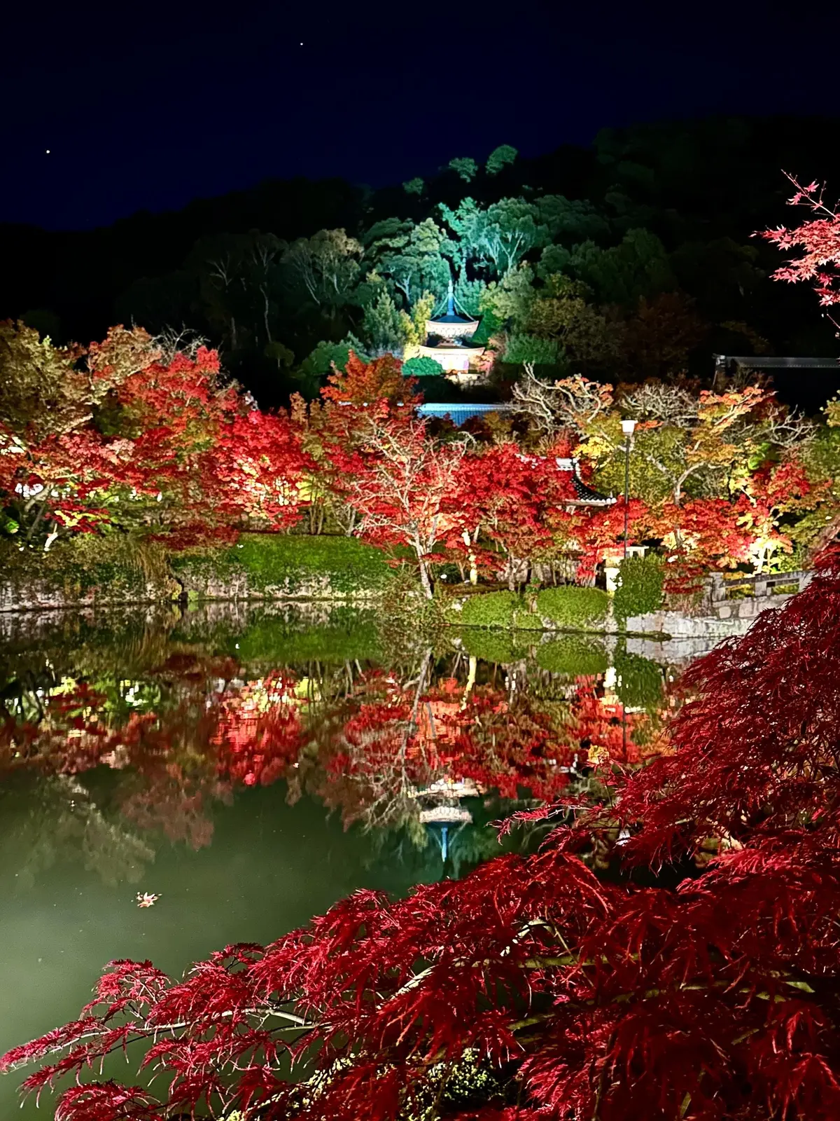 京都「永観堂」のライトアップされた夜の紅葉