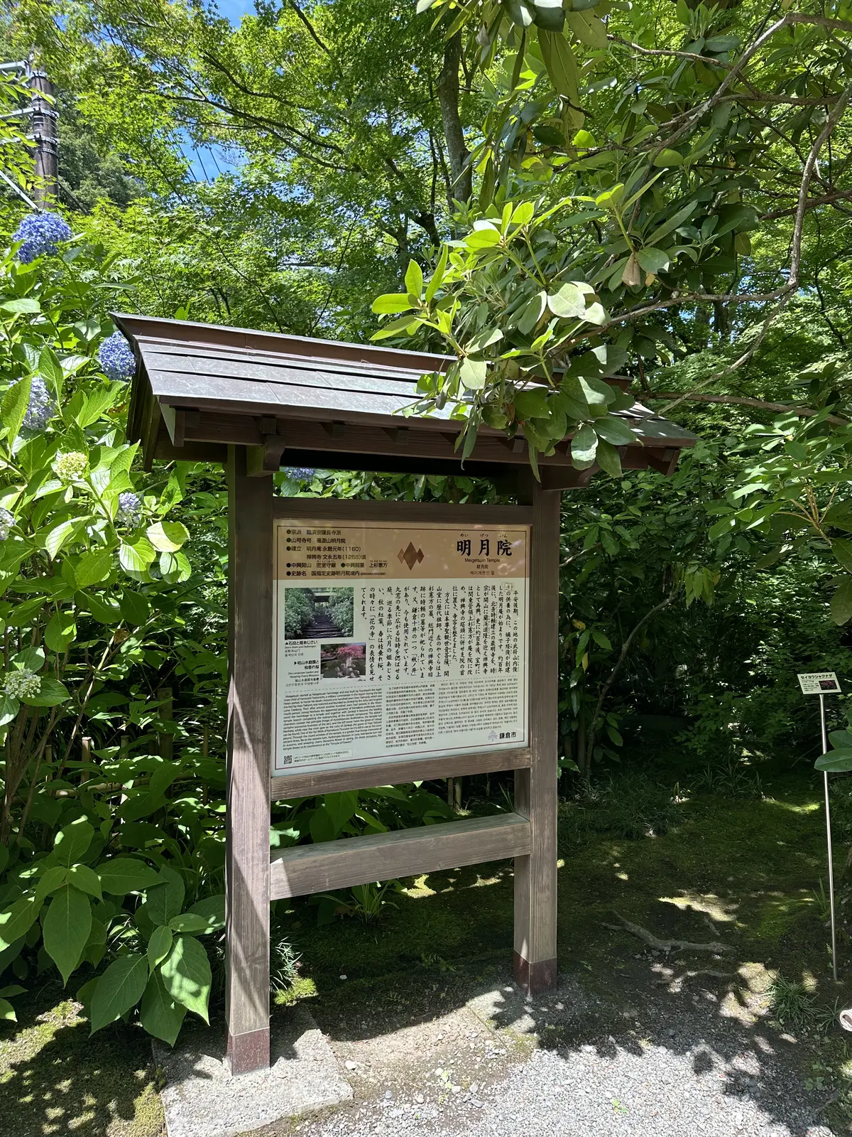 あじさいの花が咲き誇る初夏の北鎌倉明月院の画像_1