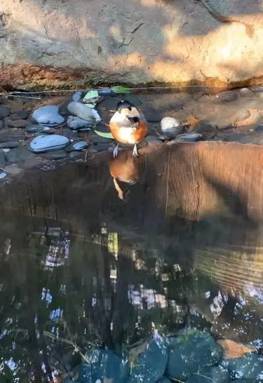 明治神宮の鳥居建て替えの画像_5